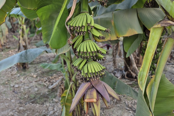 Banana Plantation