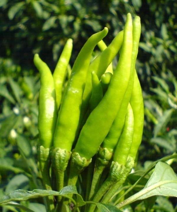 Hybrid Chilies