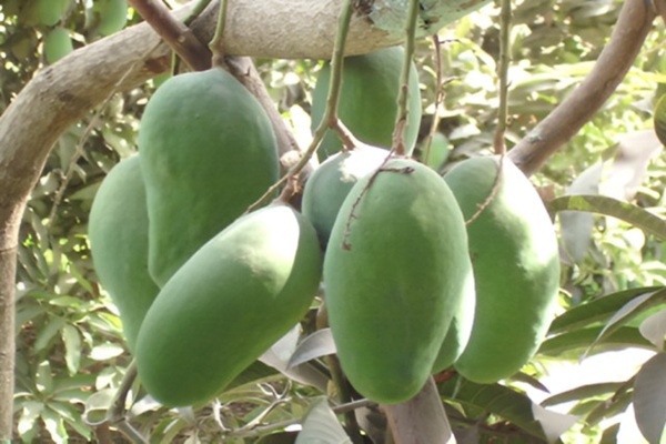 Mango Orchards